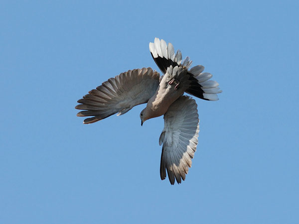 Turkinkyyhky, Eurasian Collared Dove, Streptopelia decaocto